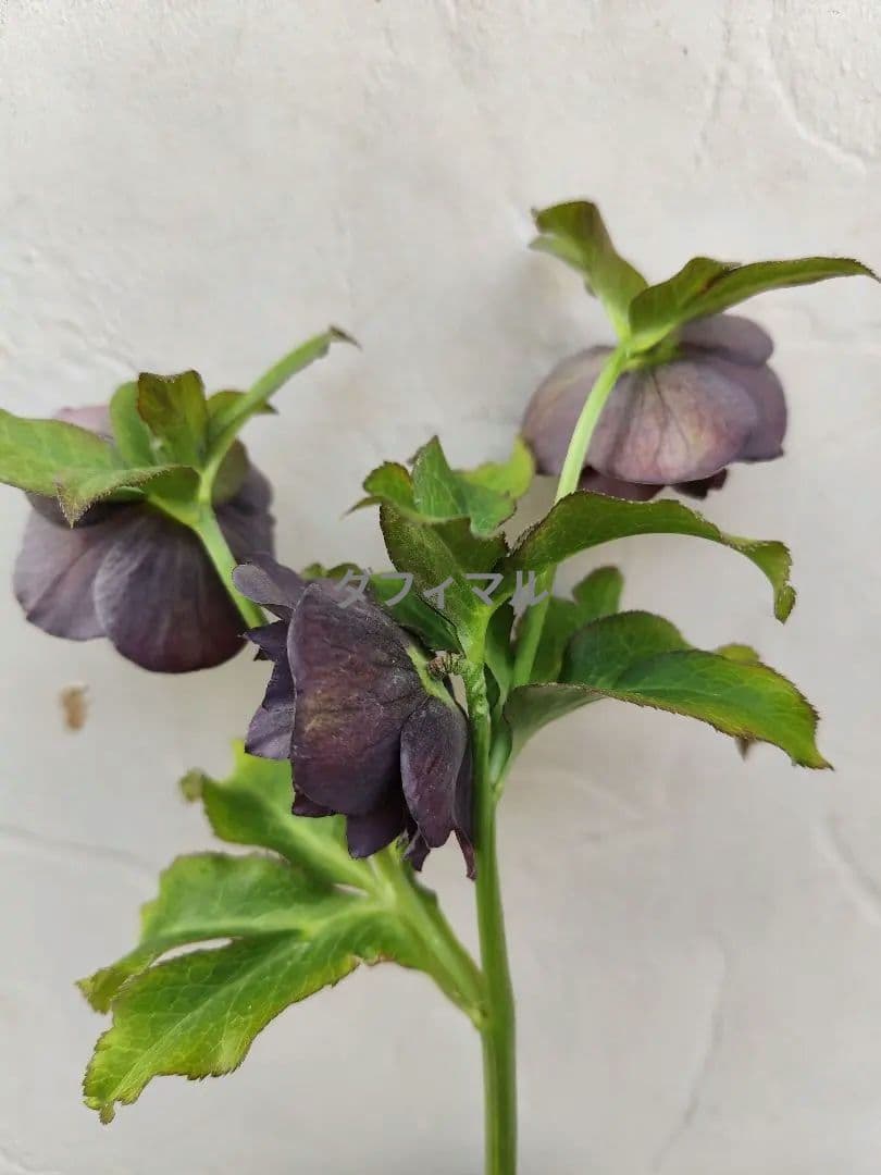 クリスマスローズ　DD炭紫　ダブル✨️希少❤️　黒紫　くすみ紫