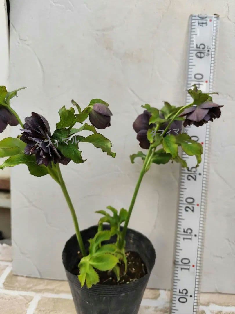 クリスマスローズ　DD炭紫　ダブル✨️希少❤️　黒紫　くすみ紫