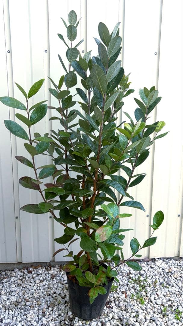 お花も実も食べれます❤️お得なフェイジョア3本セット 苗木