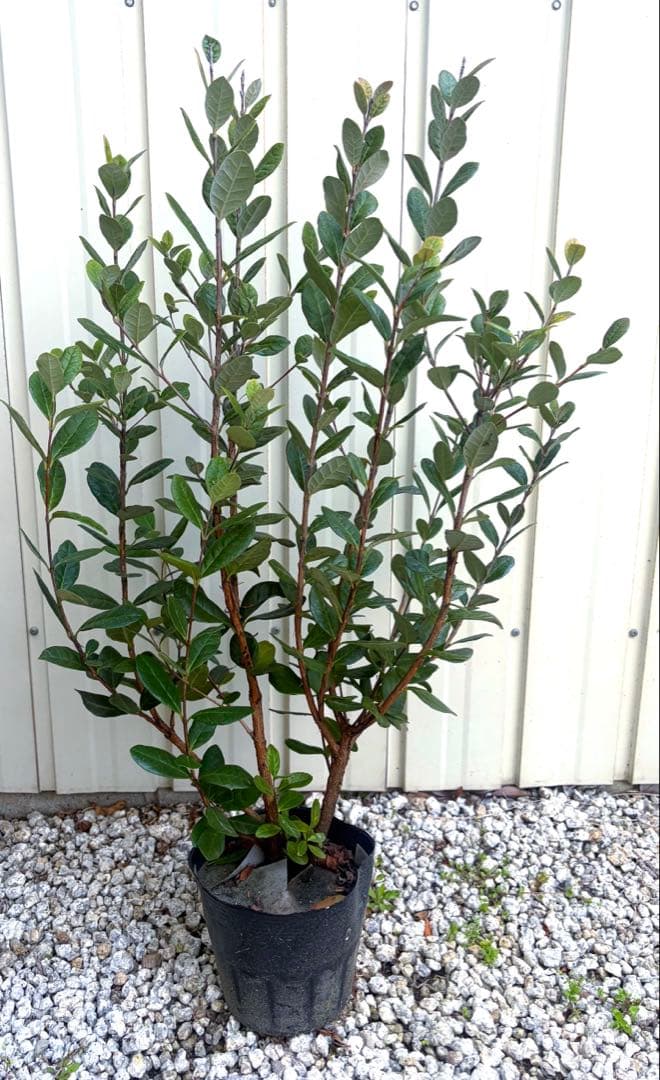 お花も実も食べれます❤️お得なフェイジョア3本セット 苗木