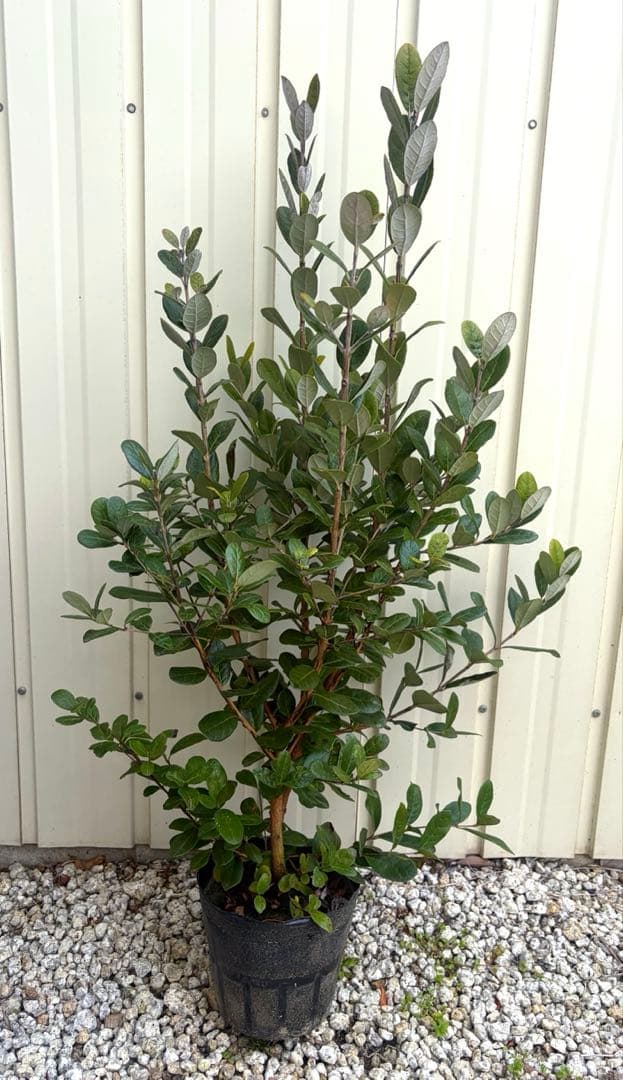 お花も実も食べれます❤️お得なフェイジョア3本セット 苗木