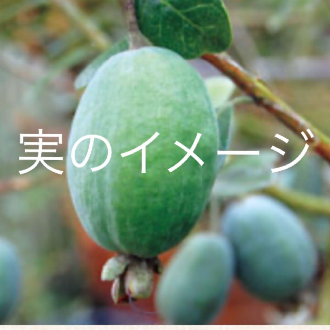 お花も実も食べれます❤️お得なフェイジョア3本セット 苗木