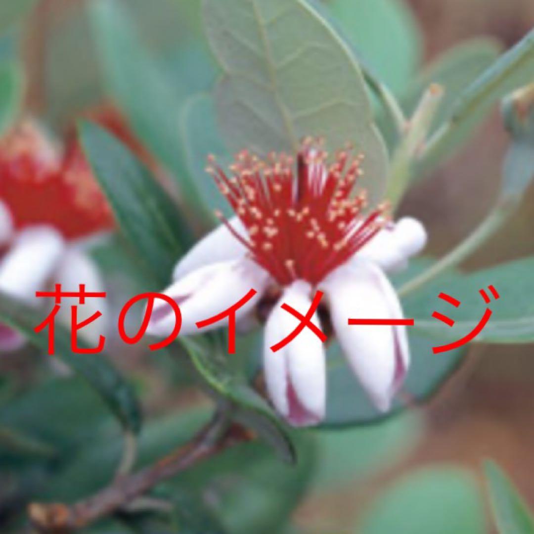 お花も実も食べれます❤️お得なフェイジョア3本セット 苗木