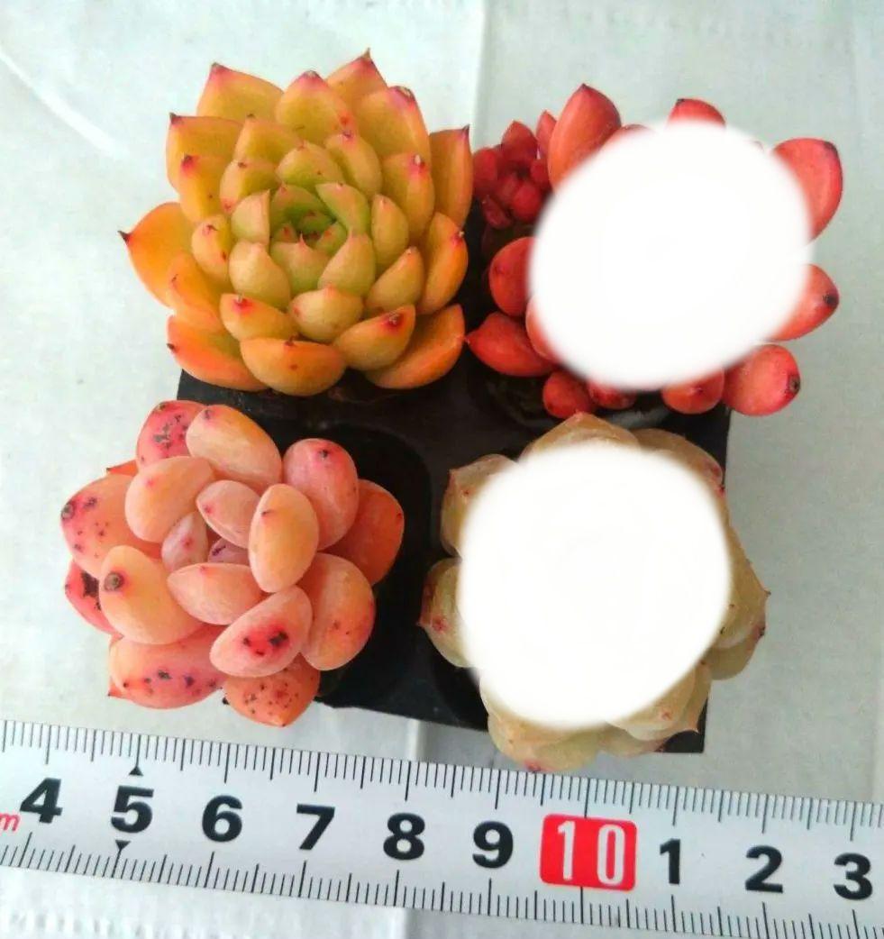 ⑩多肉植物エケベリア４種類セット 抜き苗 ザクロ含む
