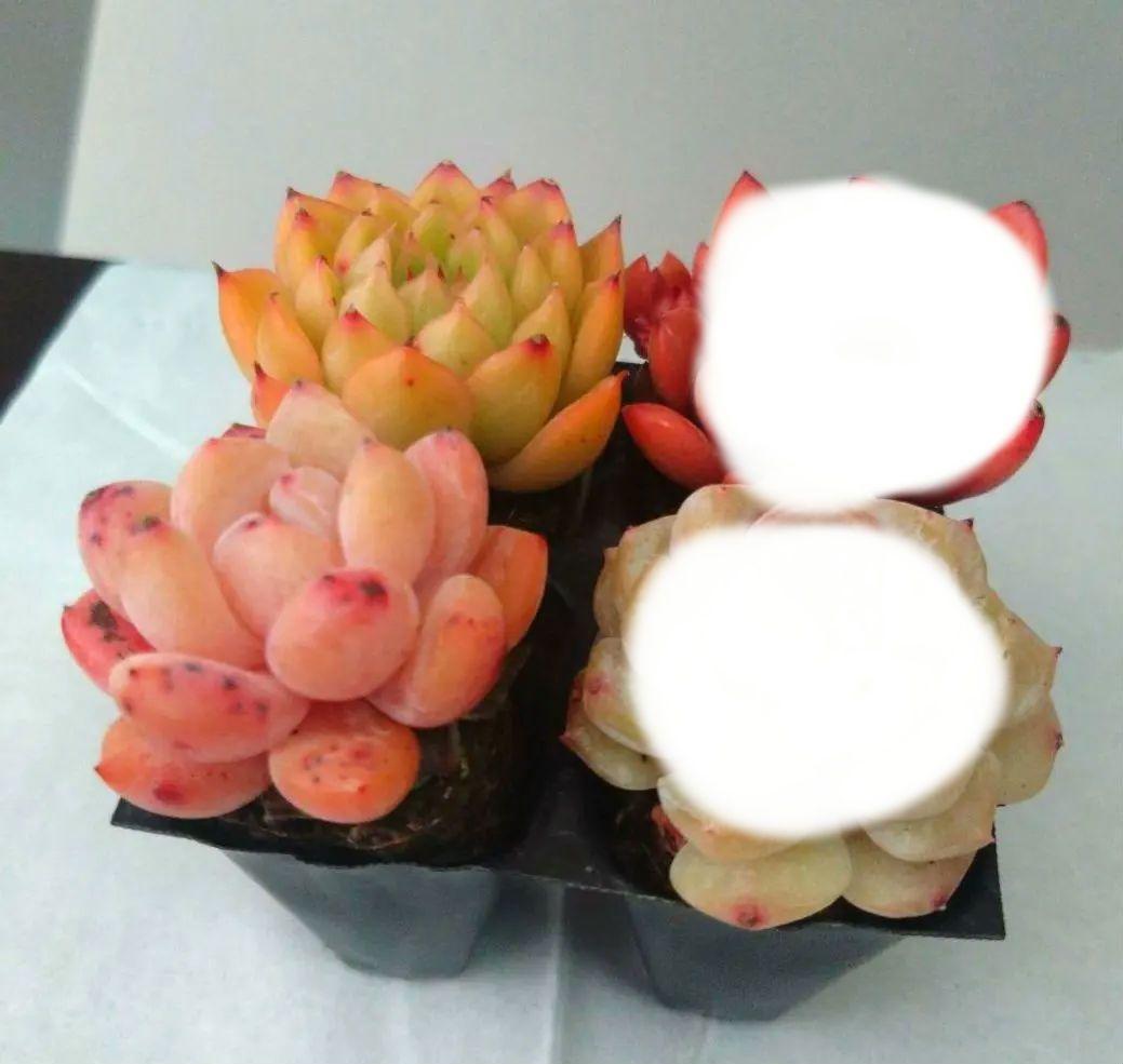 ⑩多肉植物エケベリア４種類セット 抜き苗 ザクロ含む