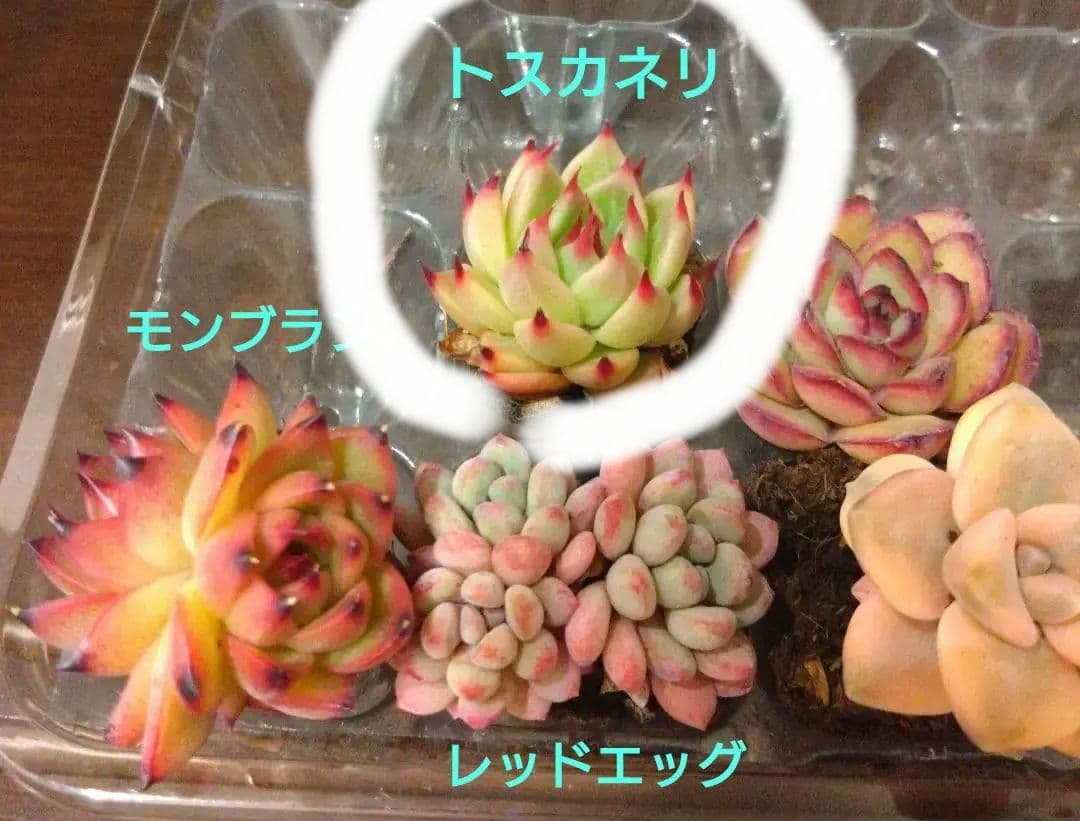 ⑩多肉植物エケベリア４種類セット 抜き苗 ザクロ含む