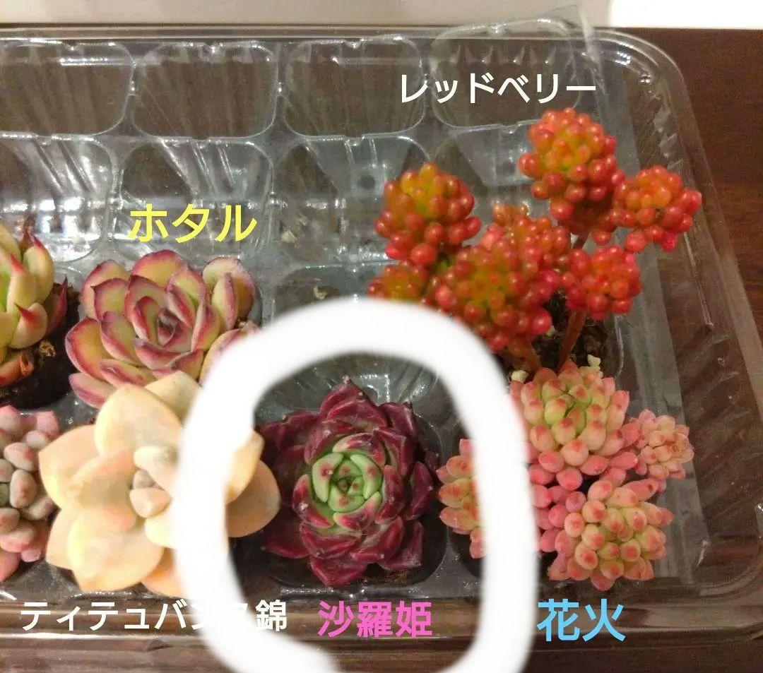 ⑩多肉植物エケベリア４種類セット 抜き苗 ザクロ含む
