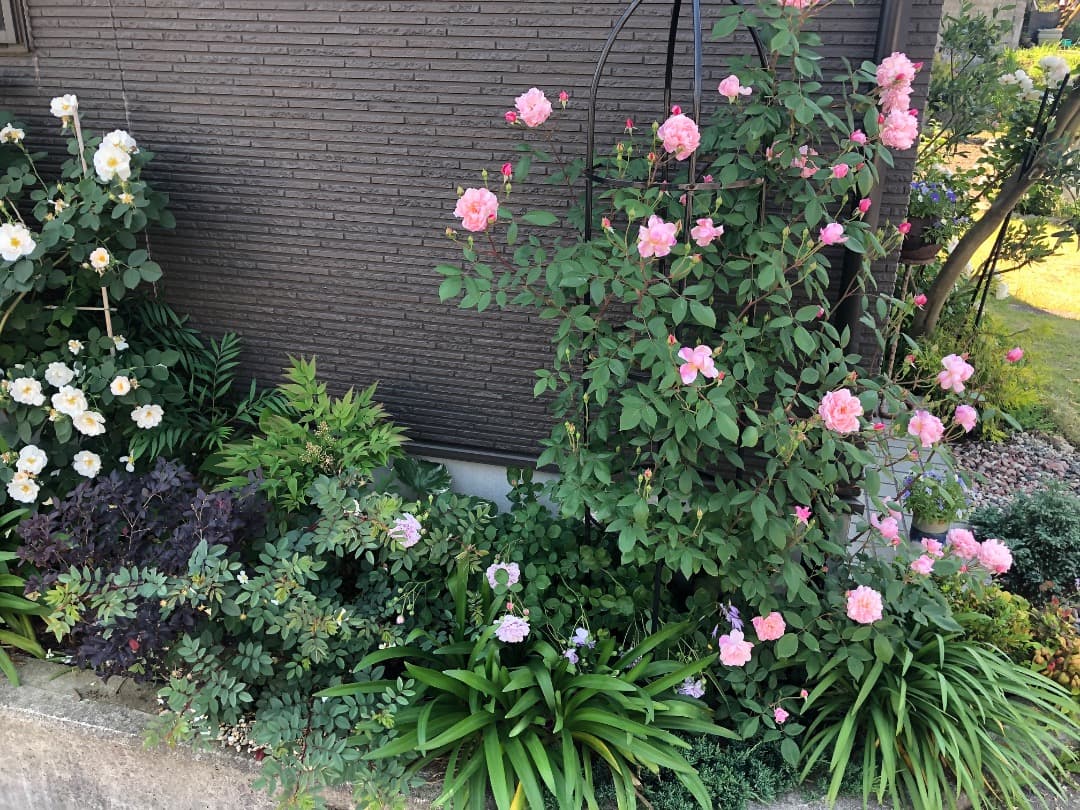 ERメアリー ディレイニー【大苗】イングリッシュローズ（モーティマーサックラー）