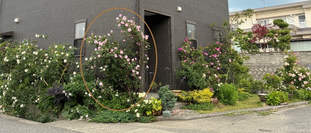 ERメアリー ディレイニー【大苗】イングリッシュローズ（モーティマーサックラー）