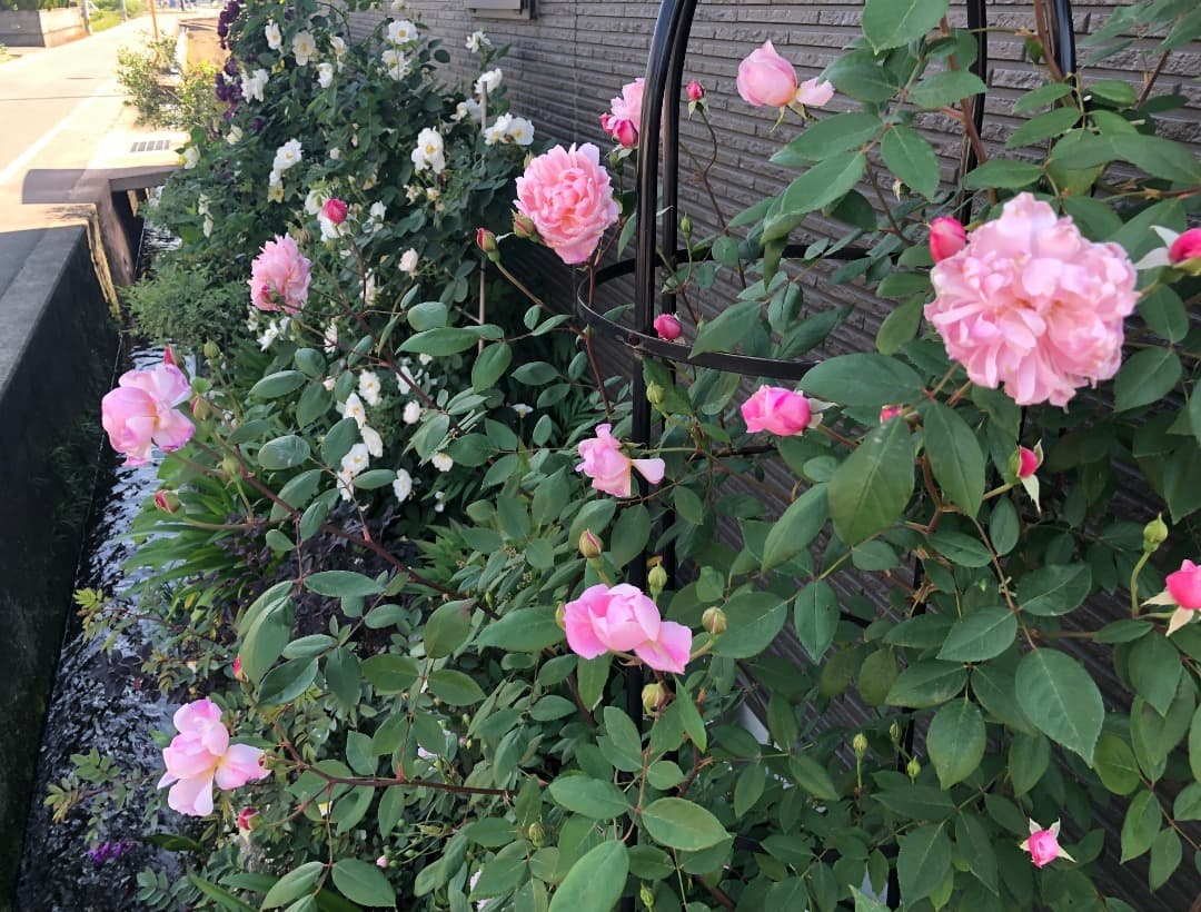 ERメアリー ディレイニー【大苗】イングリッシュローズ（モーティマーサックラー）