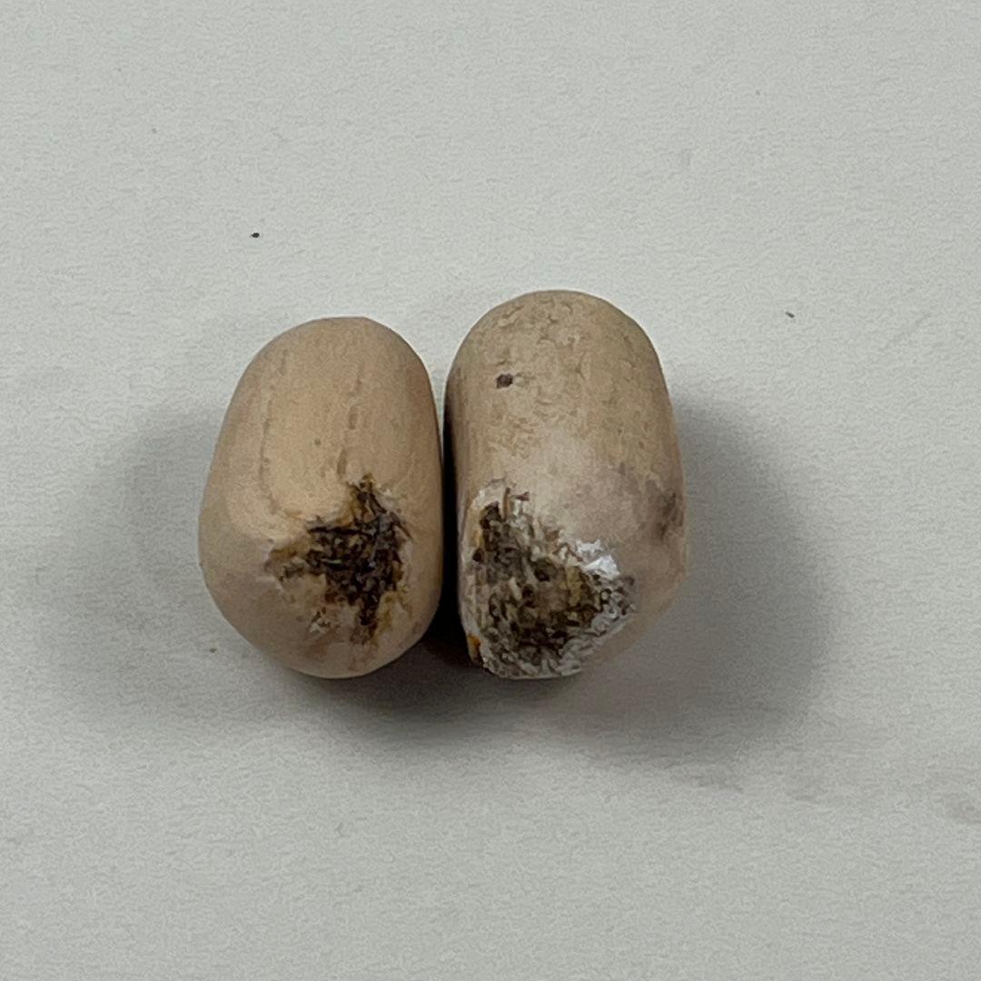 Y*I様 D84新鮮な種 エンセファラルトス・ホリダス 種子2粒