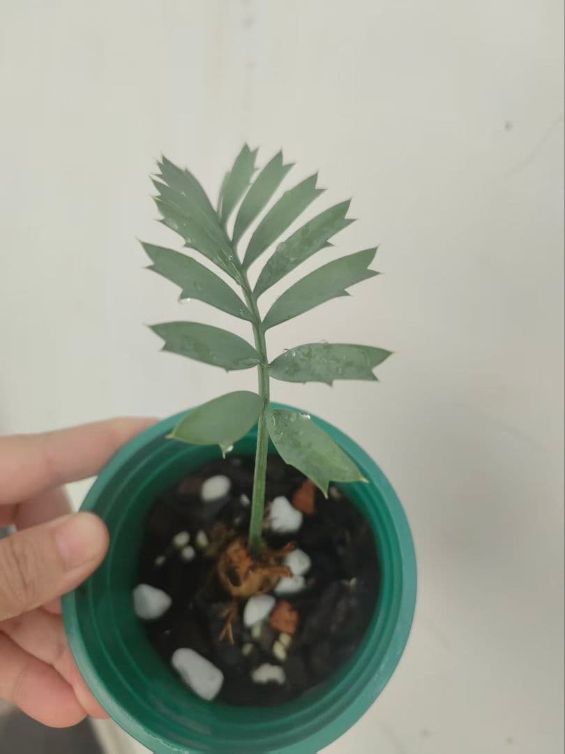 Y*I様 D84新鮮な種 エンセファラルトス・ホリダス 種子2粒