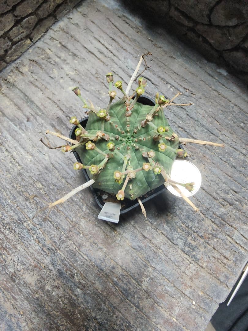 ユーフォルビア　スーパーブラックバリダ　g64 　実生株