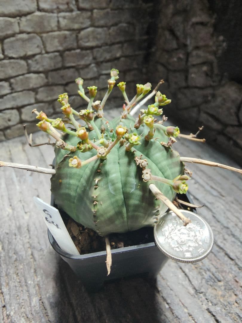 ユーフォルビア　スーパーブラックバリダ　g64 　実生株