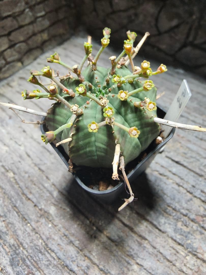 ユーフォルビア　スーパーブラックバリダ　g64 　実生株