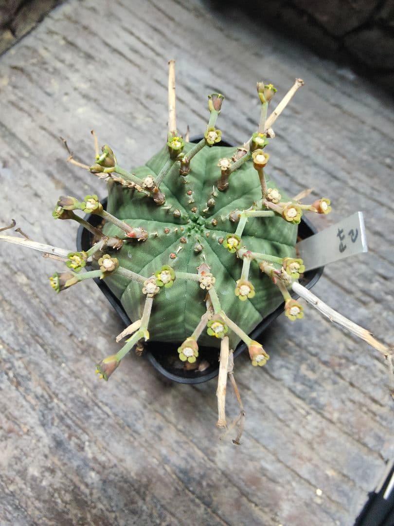 ユーフォルビア　スーパーブラックバリダ　g64 　実生株