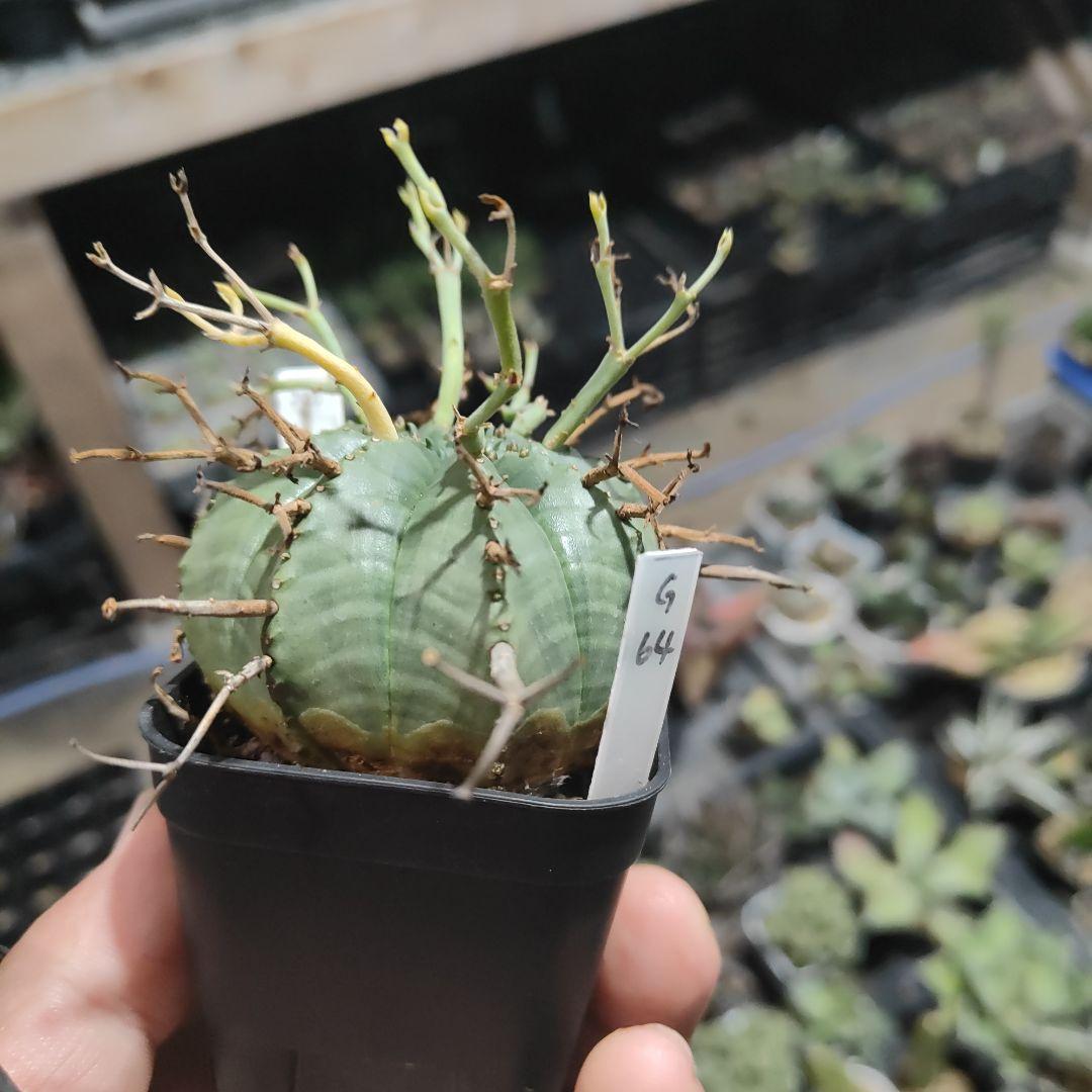 ユーフォルビア　スーパーブラックバリダ　g64 　実生株