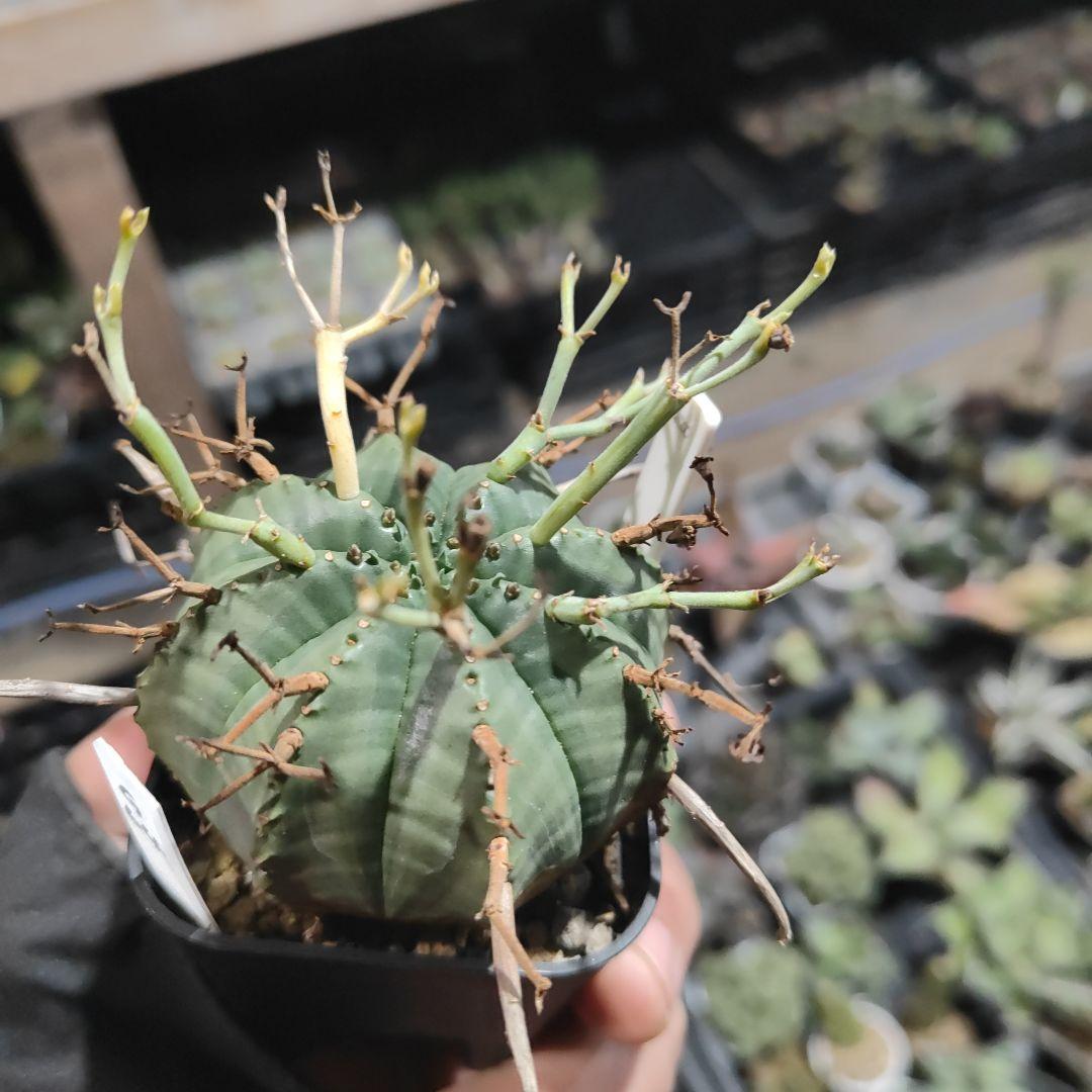 ユーフォルビア　スーパーブラックバリダ　g64 　実生株