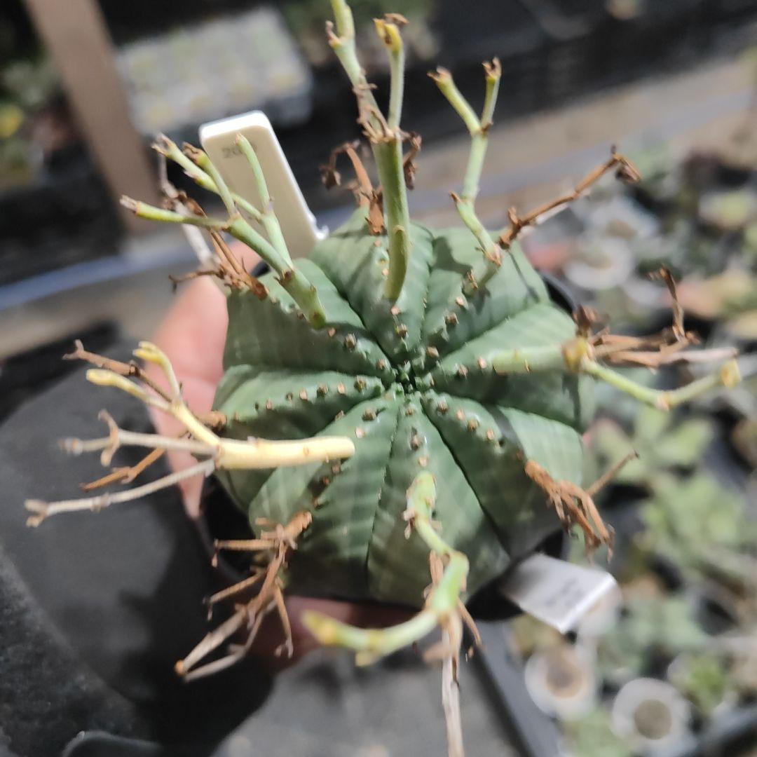 ユーフォルビア　スーパーブラックバリダ　g64 　実生株