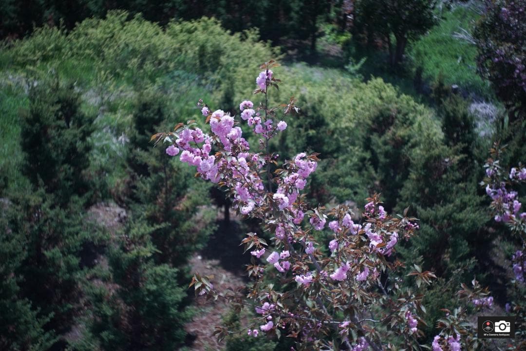 Industar 26M 5cm 50mm/F2.8 ライカＬ３９レンズ整備済