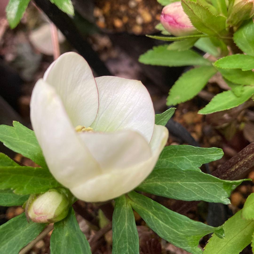 クリスマスローズ　糸ピコダークネクタリー　株分け前提