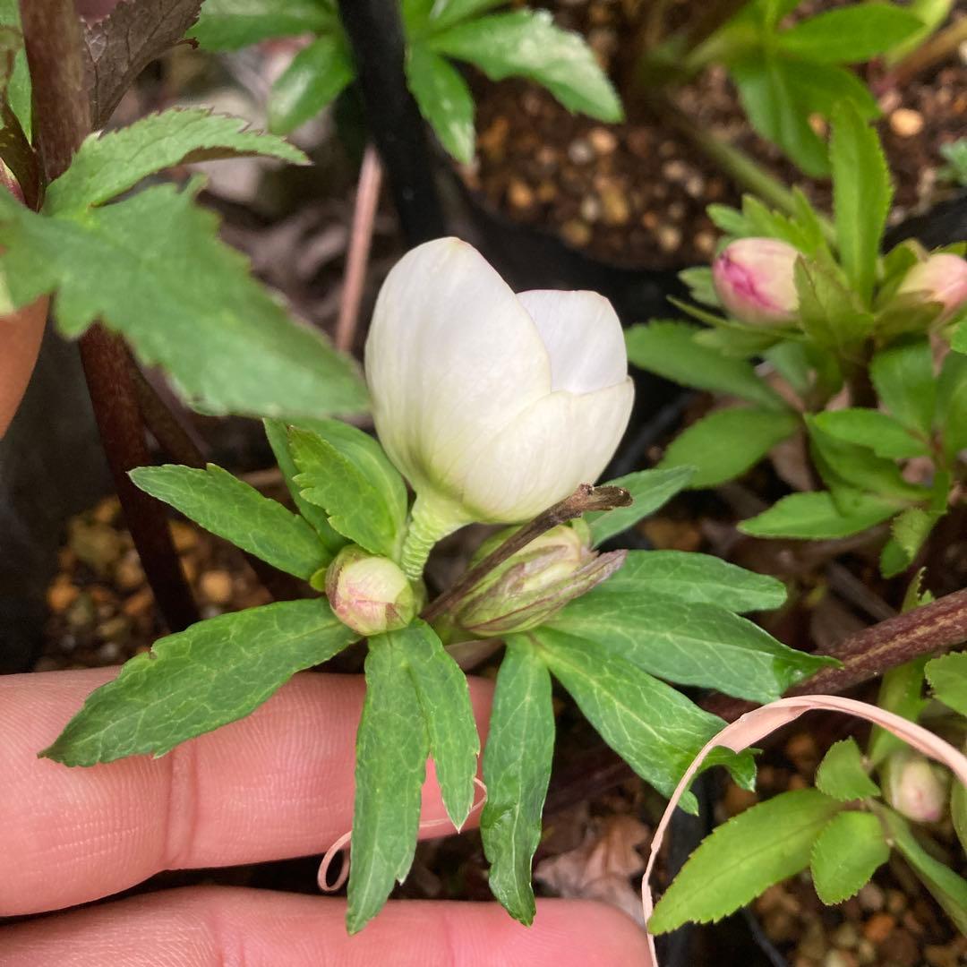 クリスマスローズ　糸ピコダークネクタリー　株分け前提