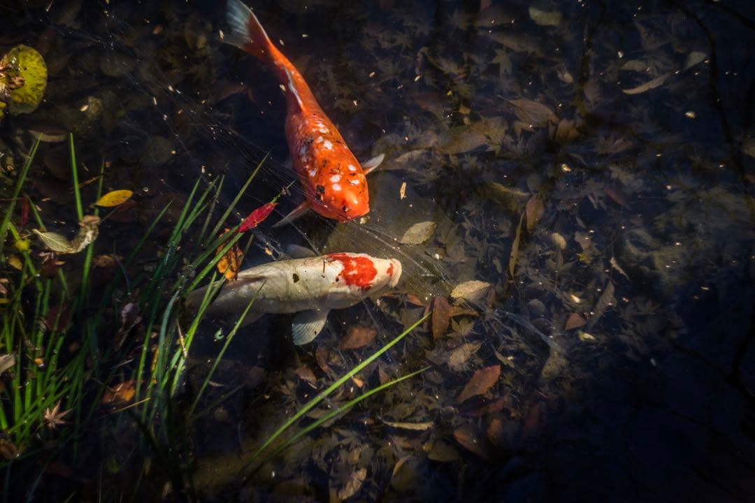 美品+ 分解清掃済 Helios-44-2 58mm f2 ぐるぐるボケ 1