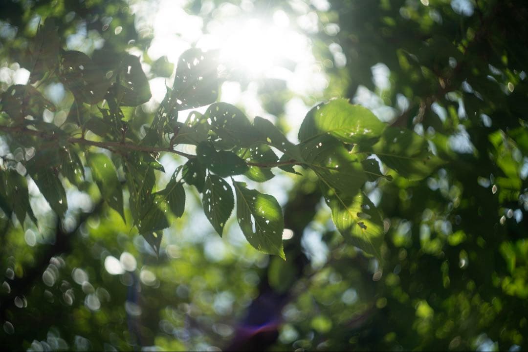 美品+ 分解清掃済 Helios-44-2 58mm f2 ぐるぐるボケ 1