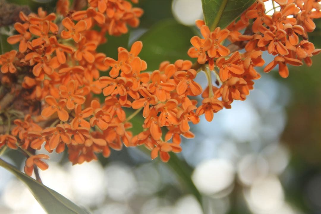 Canon EOS KISS X4 スマホへ転送ok