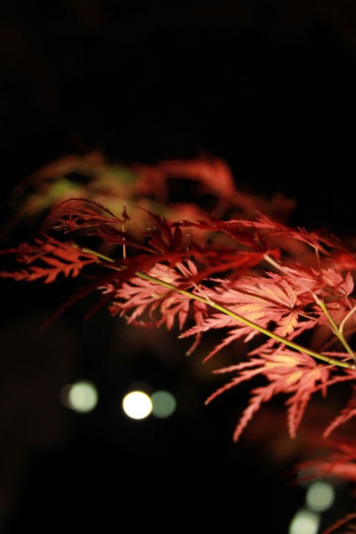 Canon EOS KISS X4 スマホへ転送ok