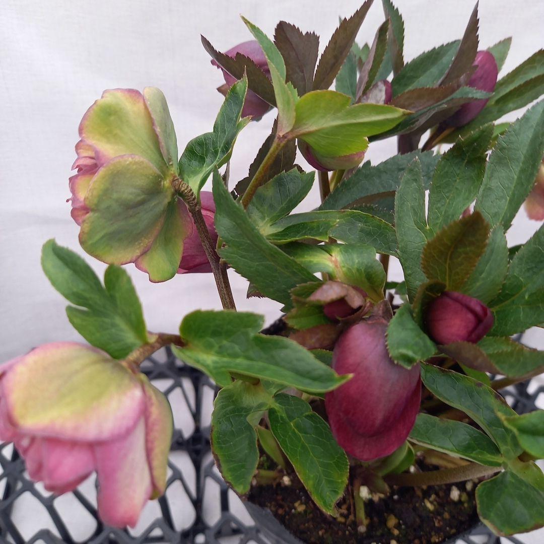 専用、値下げ！カラフル♪3種⭐クリスマスローズ、大苗、開花株