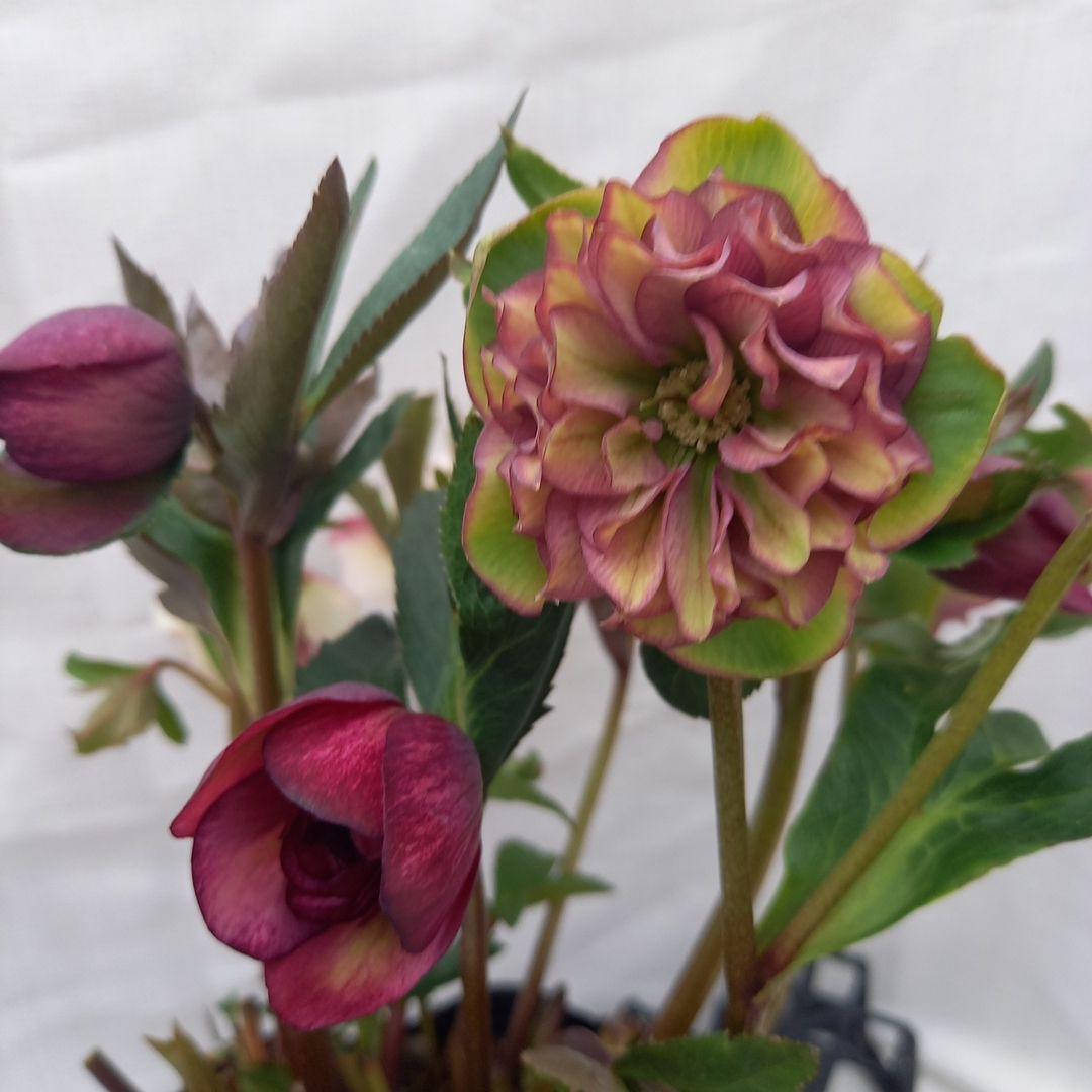 専用、値下げ！カラフル♪3種⭐クリスマスローズ、大苗、開花株