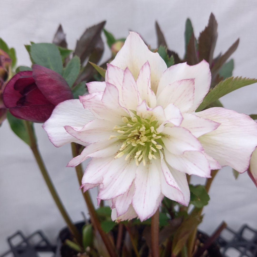 専用、値下げ！カラフル♪3種⭐クリスマスローズ、大苗、開花株