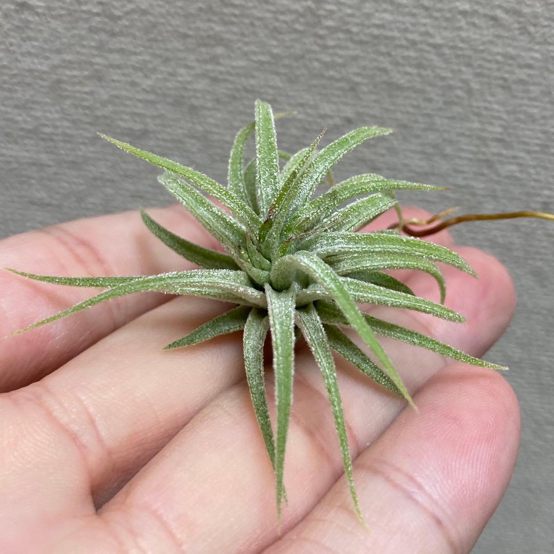 イオナンタ パチャラソラリシュ ソラリッシュ　Tillandsia チランジア