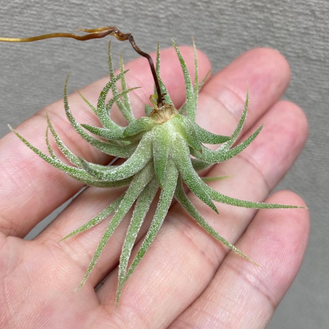 イオナンタ パチャラソラリシュ ソラリッシュ　Tillandsia チランジア