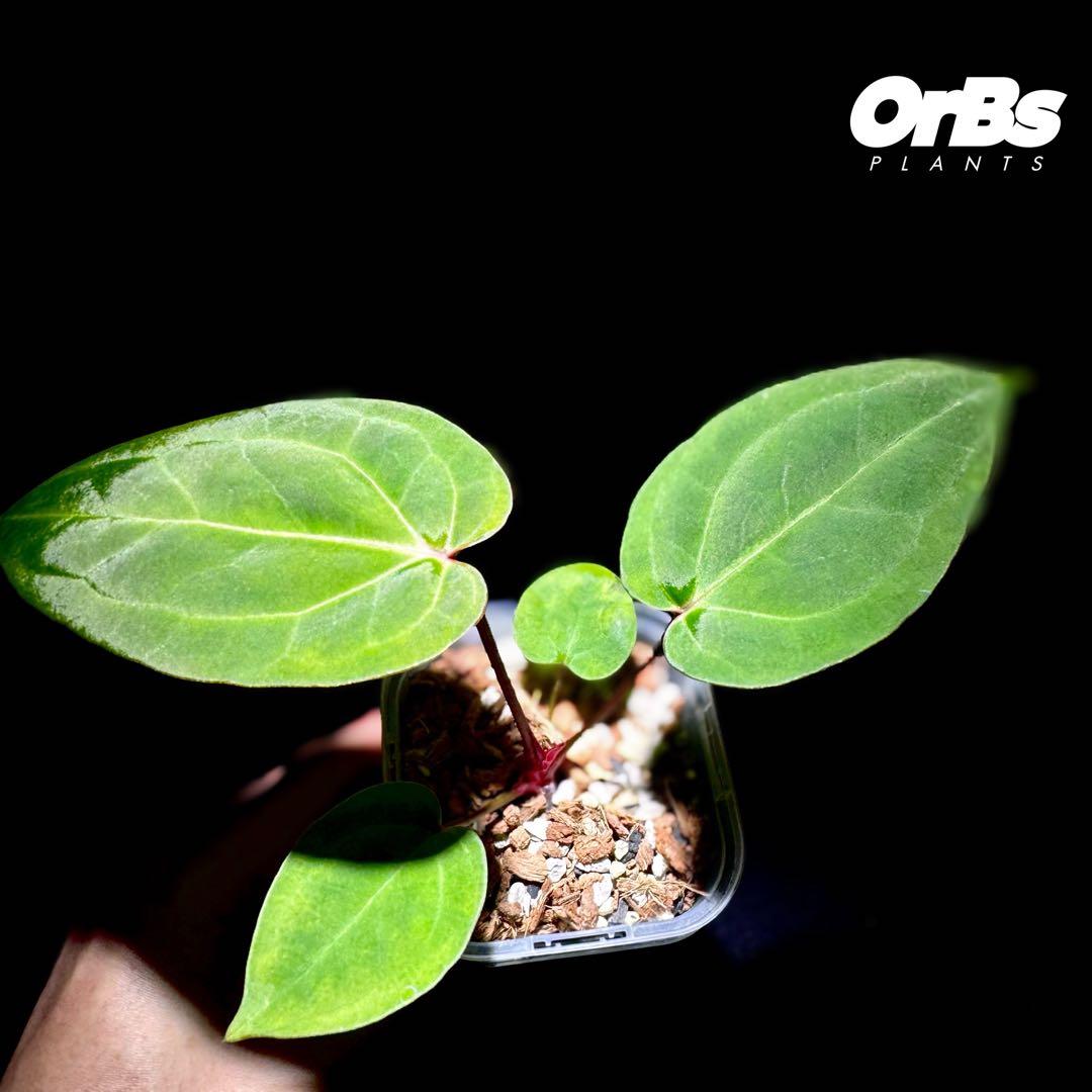 【実生】アンスリウム ハイブリッド タイ血統 美株 ※鉢のまま発送