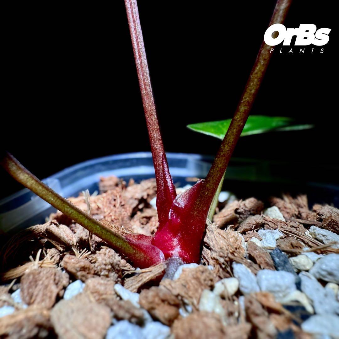 【実生】アンスリウム ハイブリッド タイ血統 美株 ※鉢のまま発送