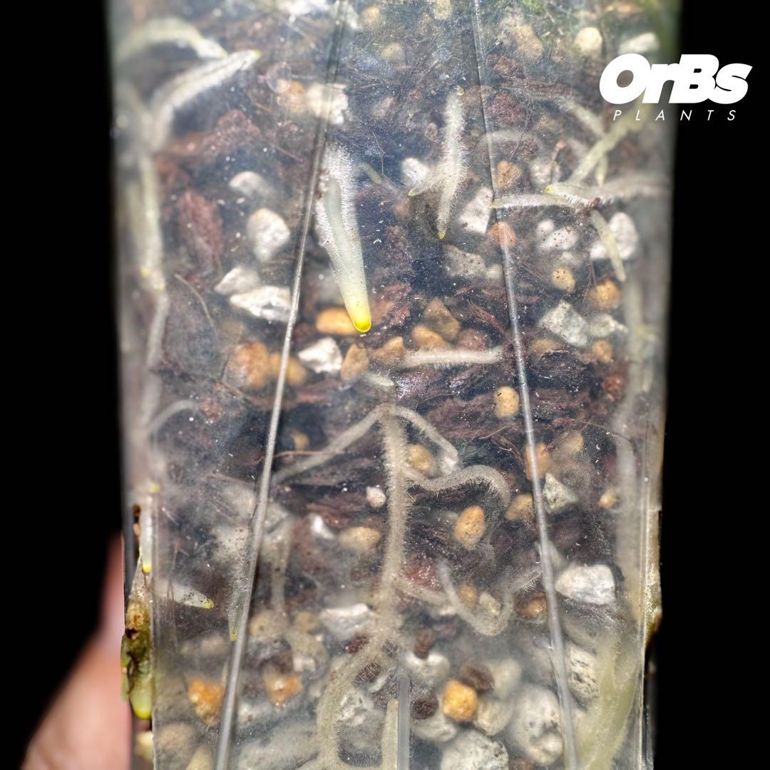 【実生】アンスリウム ハイブリッド タイ血統 美株 ※鉢のまま発送