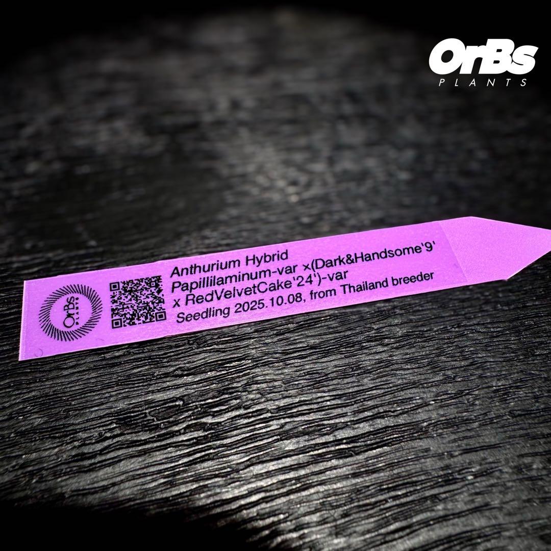 【実生】アンスリウム ハイブリッド タイ血統 美株 ※鉢のまま発送