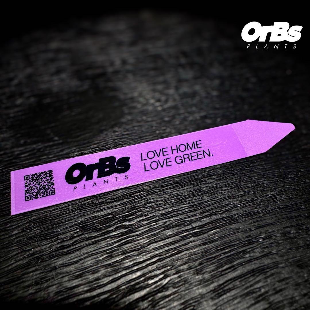 【実生】アンスリウム ハイブリッド タイ血統 美株 ※鉢のまま発送