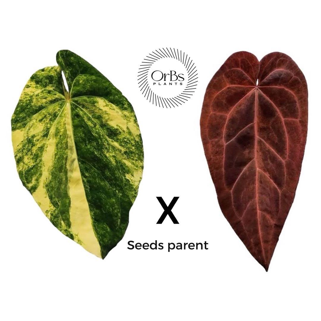 【実生】アンスリウム ハイブリッド タイ血統 美株 ※鉢のまま発送