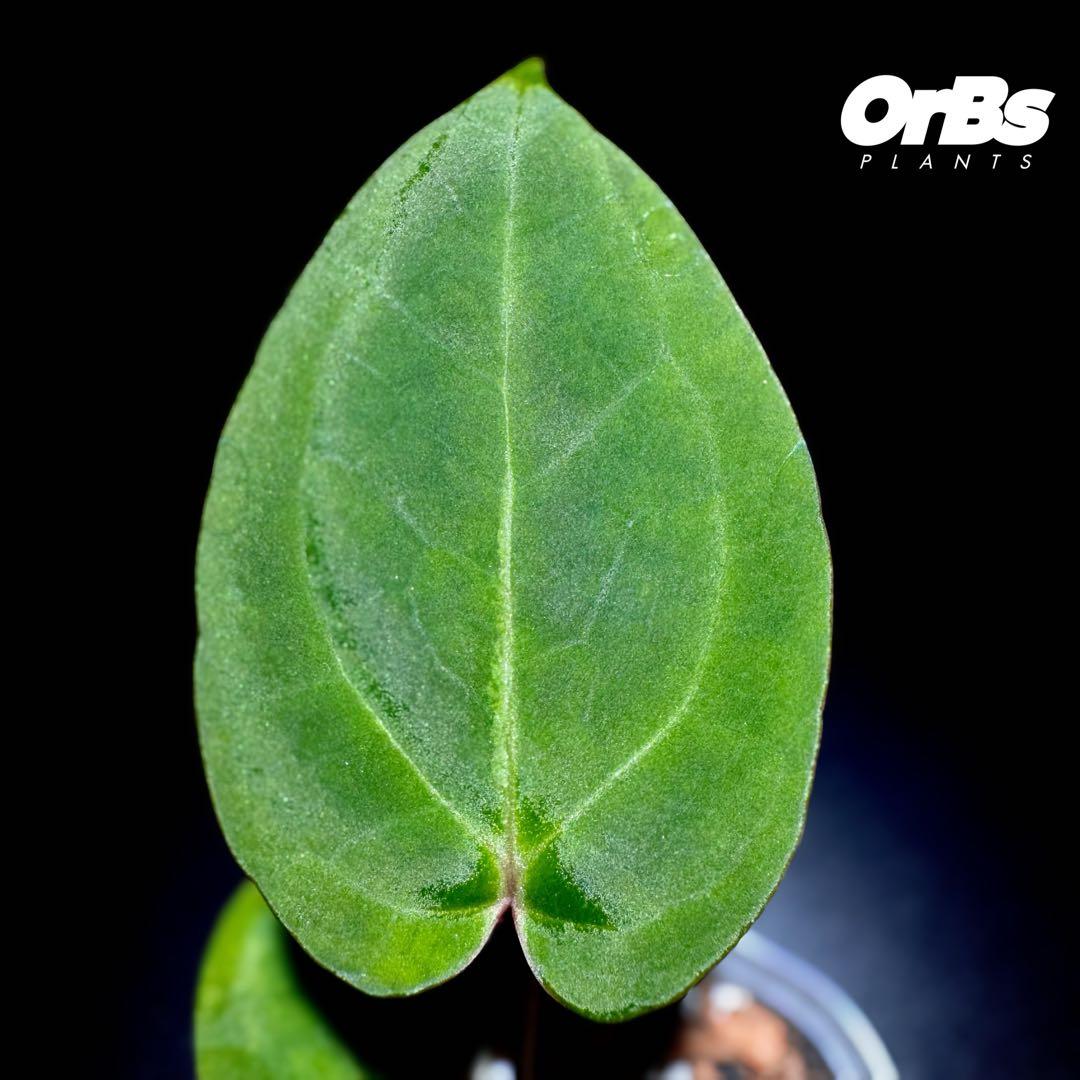 【実生】アンスリウム ハイブリッド タイ血統 美株 ※鉢のまま発送