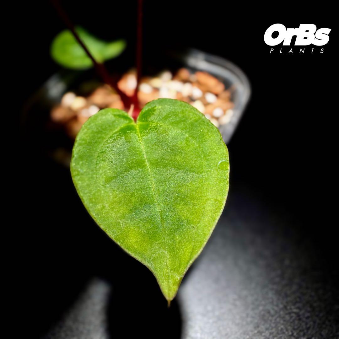 【実生】アンスリウム ハイブリッド タイ血統 美株 ※鉢のまま発送