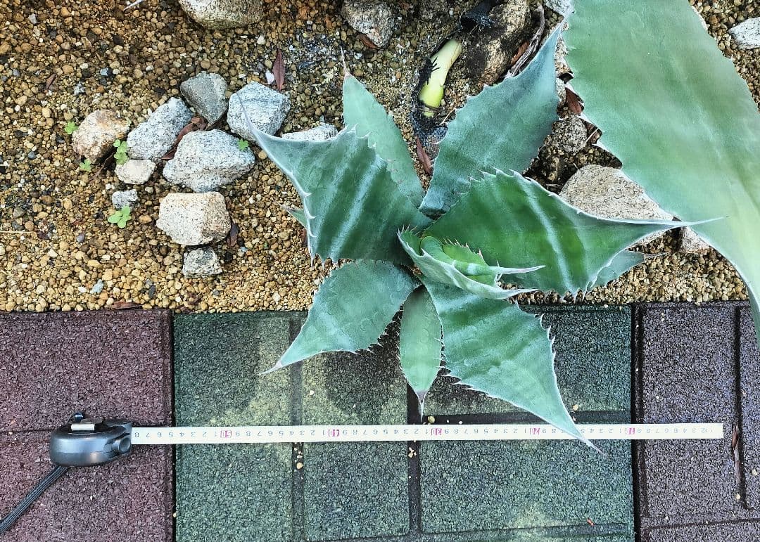 アトロビレンス シグマトフィラ アガベ 子株