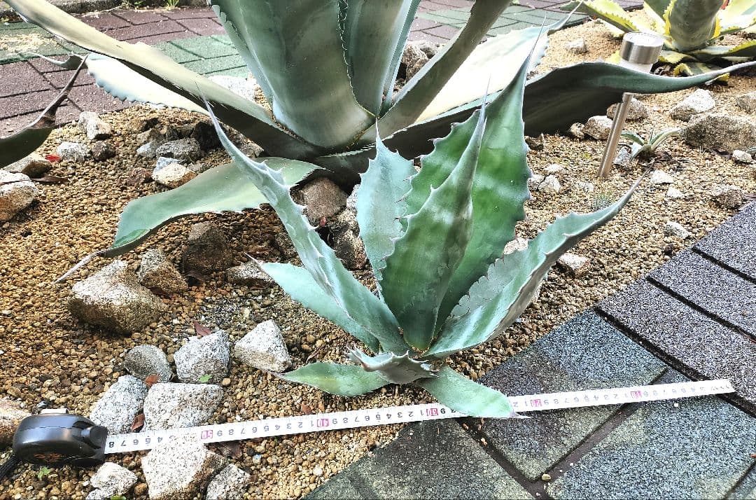 アトロビレンス シグマトフィラ アガベ 子株