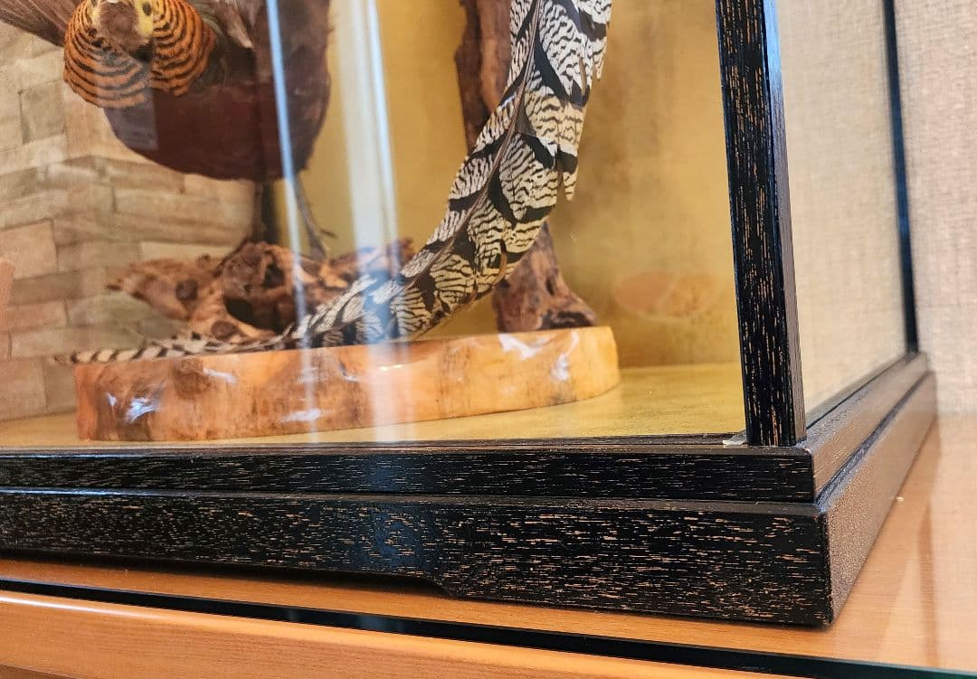 特大 銀鶏鳥 錦鶏鳥 剥製 置物 高級木製枠ガラスケース