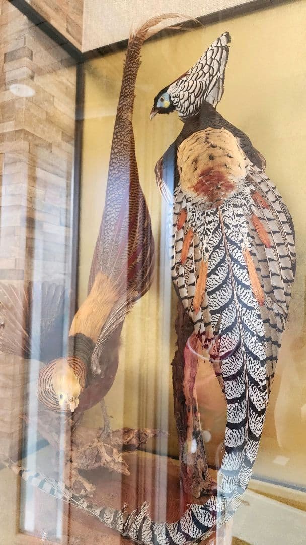 特大 銀鶏鳥 錦鶏鳥 剥製 置物 高級木製枠ガラスケース