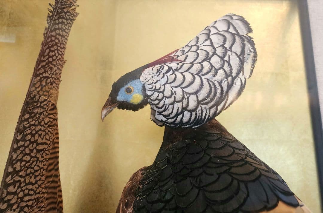 特大 銀鶏鳥 錦鶏鳥 剥製 置物 高級木製枠ガラスケース