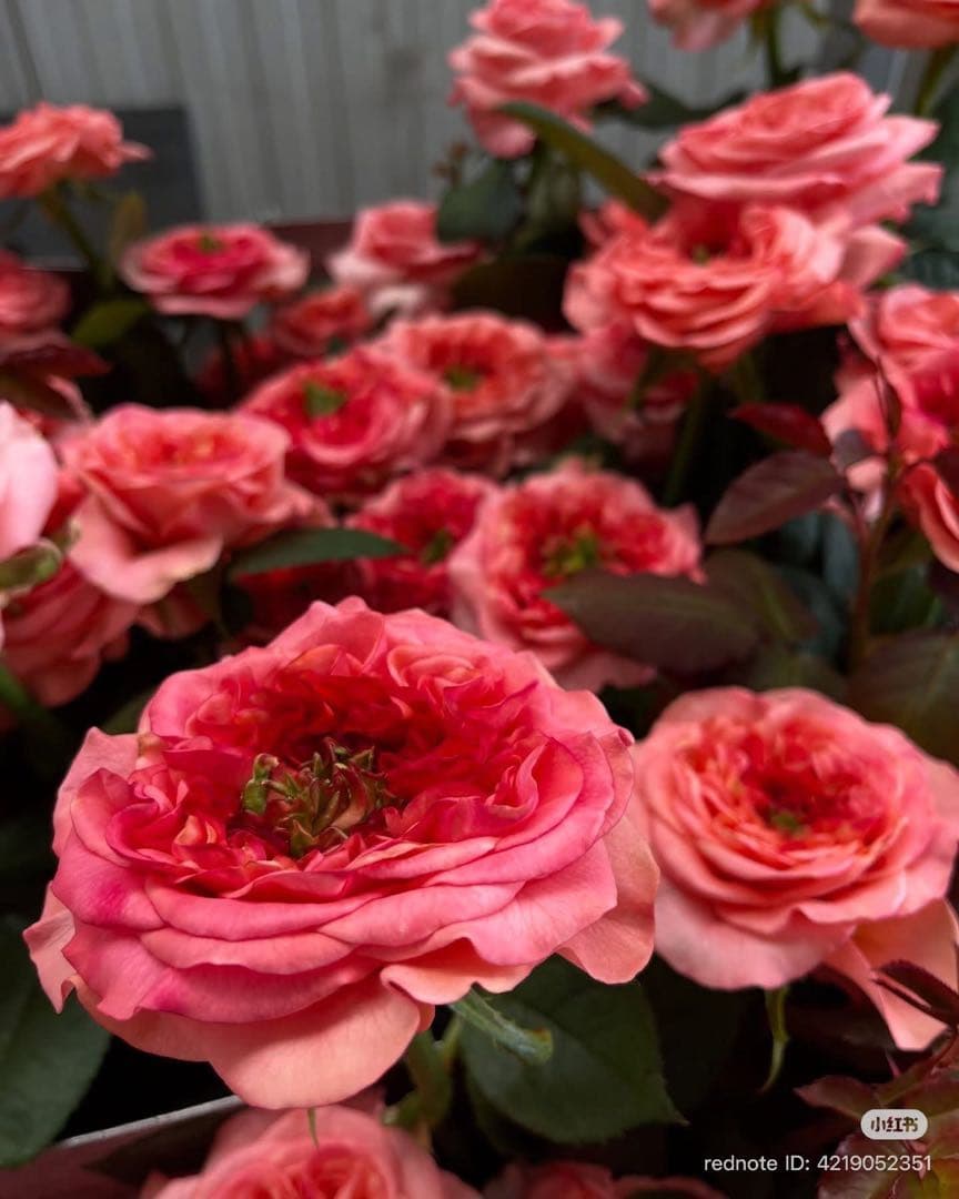 新切りバラ接ぎ木した物ピンクバラ New ♡ design