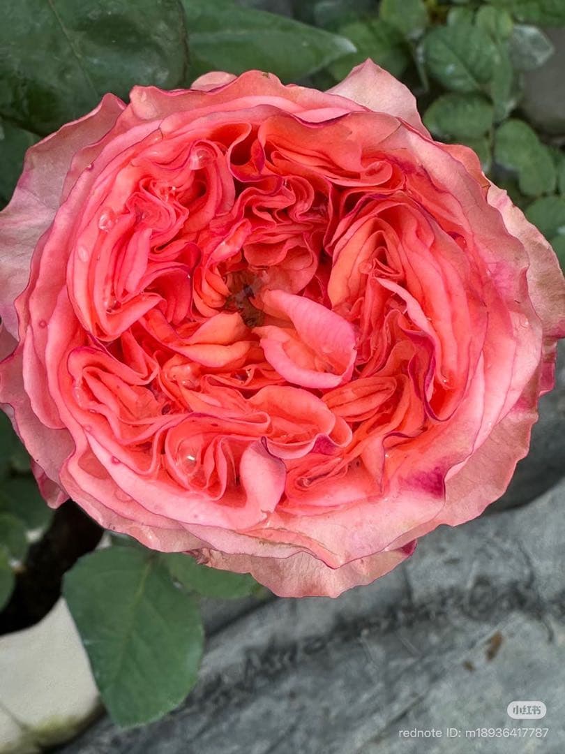 新切りバラ接ぎ木した物ピンクバラ New ♡ design